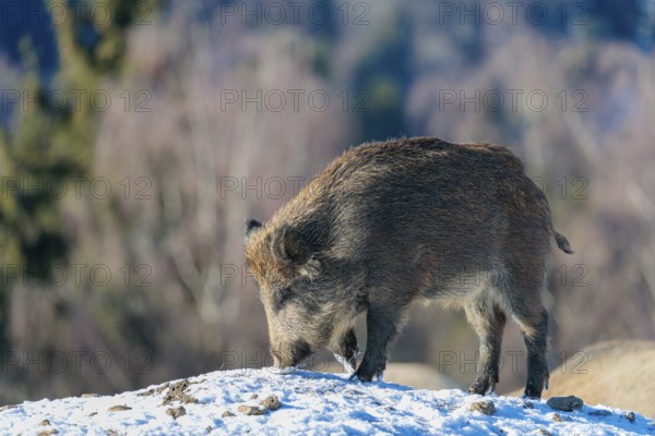A young wild boar (Sus scrofa) searches for food on a snow-covered hill, backlit by the sun. A forest can be seen in the background. Bavaria, Germany