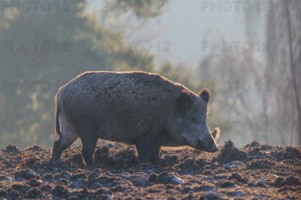 A wild boar (Sus scrofa), runs backlit by the sun across a clearing. Bavaria, Germany