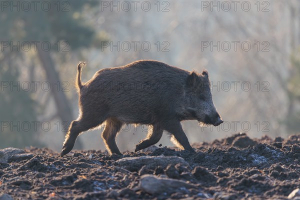 A wild boar (Sus scrofa), runs backlit by the sun across a clearing.Bavaria, Germany