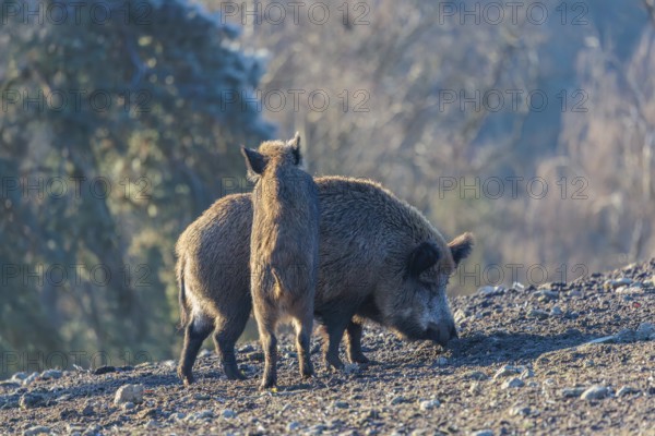 A young wild boar (Sus scrofa) stands with its front legs leaning against a adult female animal in a clearing on a sunny day. Bavaria, Germany
