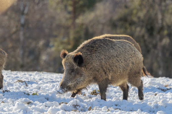 Two wild boars (Sus scrofa) search for food on a snow-covered meadow. A forest can be seen in the background. Bavaria, Germany