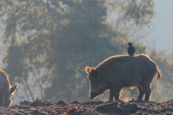 A wild boar (Sus scrofa)stands backlit by the sun on a clearing searching for food. A western jackdaw (Coloeus monedula) sits on its back waiting for its share. Bavaria, Germany