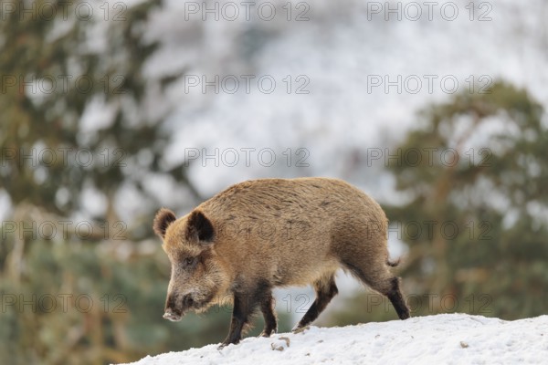 A wild boar (Sus scrofa) searches for food on a snow-covered hill. A forest can be seen in the background. Bavaria, Germany
