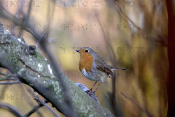 Robin (Erithacus rubecula), tree, winter, coloured, The songbird with its striking plumage sits on a branch in the tree