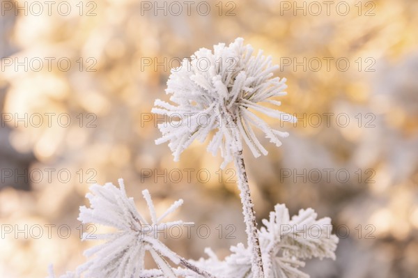 Close up of icy flowers with pastel background, Black Forest, Germany
