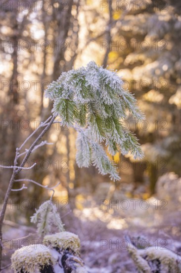 Snowy branches in winter forest at sunrise. The frost sparkles in the warm light. Atmosphere peaceful and calm, Black Forest, Germany