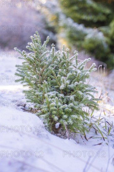 Small Christmas tree covered in snowy landscape, Black Forest, Germany