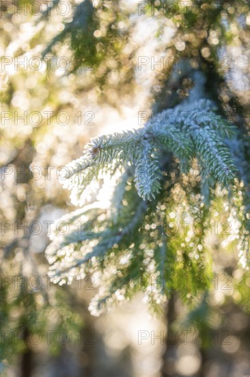 Snowy pine green in filtered sunlight, Black Forest, Germany