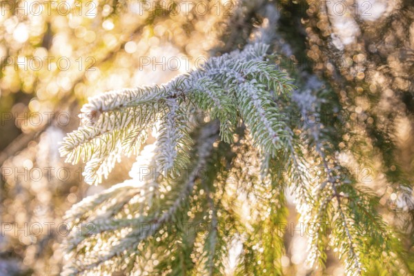 Twig of Christmas tree glitters in sunset, Black Forest, Germany