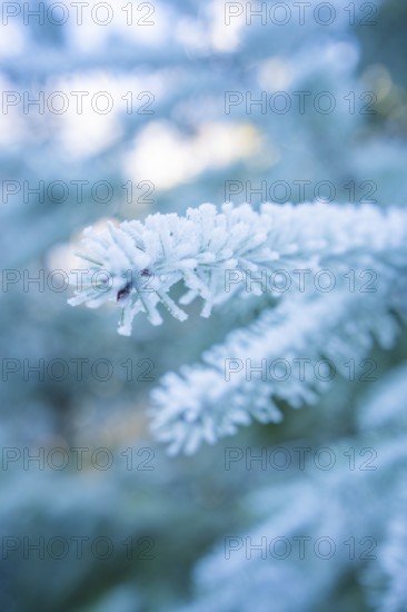 Close-up of a frosty pine branch in winter, Black Forest, Germany