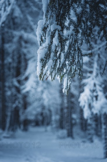 Close-up of pine branches covered by snow, Besenfeld, Black Forest, Germany