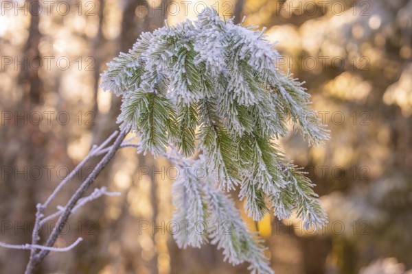 Frosty pine fronds in winter forest, Black Forest, Germany