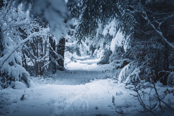 Snowy forest trail with thick trees and a quiet, cold winter atmosphere, Besenfeld, Black Forest, Germany