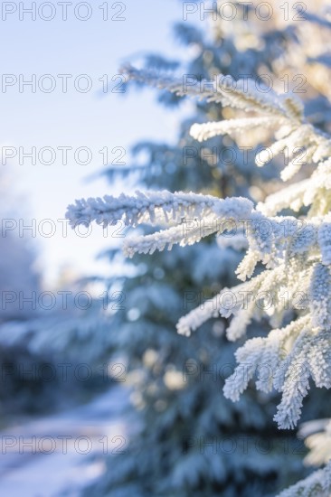 Snowy pine branch in cold winter landscape, Black Forest, Germany