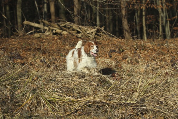 Hunting dog Irish Setter rummages at the edge of the forest while hunting, Allgäu, Bavaria, Germany, Allgäu, Bavaria, Germany