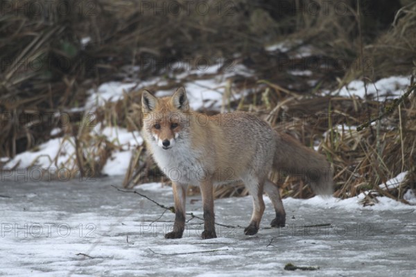 Red fox (Vulpes vulpes) secured on a frozen stream, Allgäu, Bavaria, Germany, Allgäu, Bavaria, Germany