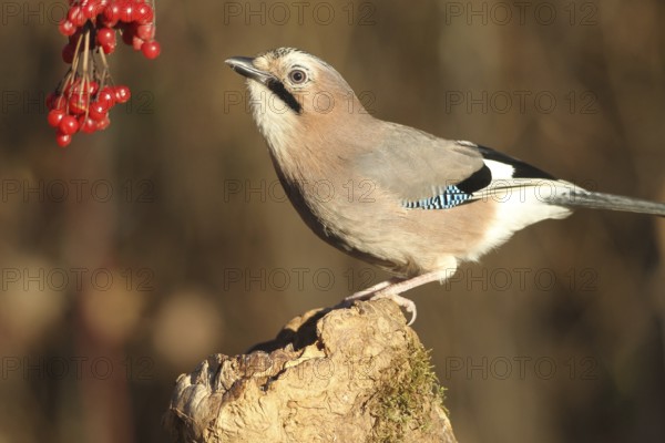 Eurasian jay (Garrulus glandarius) at winter feeding in the forest, Allgäu, Bavaria, Germany, Allgäu, Bavaria, Germany