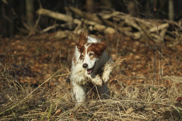 Hunting dog Irish Setter rummages during hunting, Allgäu, Bavaria, Germany, Allgäu, Bavaria, Germany