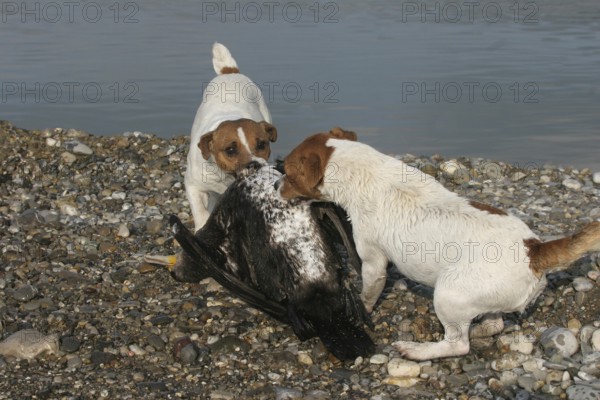 Hunting dogs Jack Russell Terrier on a shot cormorant (Phalacrocorax carbo) Allgäu, Bavaria, Germany, Allgäu, Bavaria, Germany