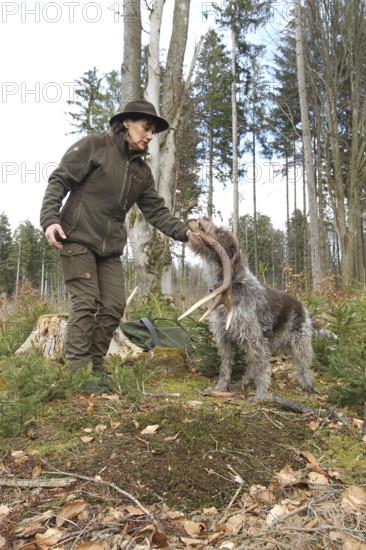 Huntress takes over the red deer (Cervus elaphus) pole retrieved by hunting dog Griffon, Allgäu, Bavaria, Germany, Allgäu, Bavaria, Germany