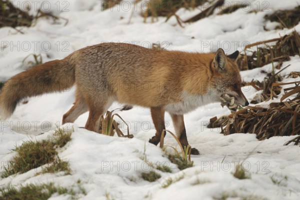 Red fox (Vulpes vulpes) at the Luderplatz in the snow, carrying away a duckling, Allgäu, Bavaria, Germany, Allgäu, Bavaria, Germany