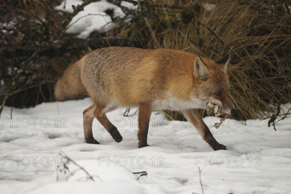 Red fox (Vulpes vulpes) at the Luderplatz in the snow, carrying away duck skins, Allgäu, Bavaria, Germany, Allgäu, Bavaria, Germany