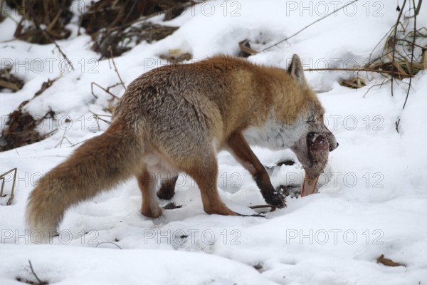 Red fox (Vulpes vulpes) at the Luderplatz in the snow, picks up hidden duck head, Allgäu, Bavaria, Germany, Allgäu, Bavaria, Germany