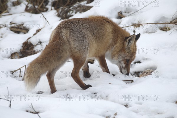 Red fox (Vulpes vulpes) at the Luderplatz in the snow, has discovered a hidden duck's head, Allgäu, Bavaria, Germany, Allgäu, Bavaria, Germany