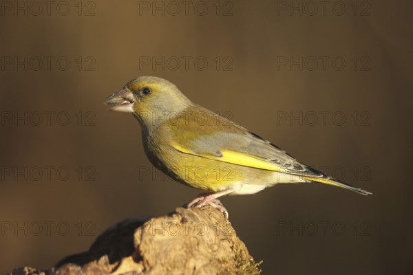 Greenfinch (Chloris chloris), at the winter feeding, Allgäu, Bavaria, Germany, Allgäu, Bavaria, Germany