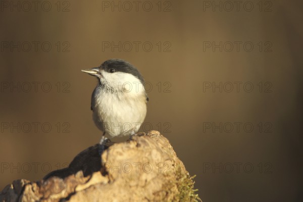Marsh tit (Poecile palustris) or barn tit at winter feeding in the forest, Allgäu, Bavaria, Germany, Allgäu, Bavaria, Germany
