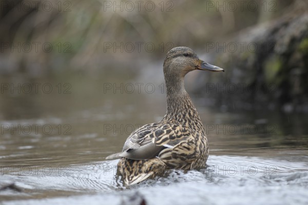 Mallard duck (Anas platyrhynchos) female secured on the water, Allgäu, Bavaria, Germany, Allgäu, Bavaria, Germany