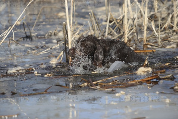 Griffon hunting dog breaks into the ice of a pond, Allgäu, Bavaria, Germany, Allgäu, Bavaria, Germany