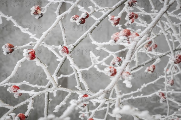 Rose hips on snow-covered branches, winter, Blaubeuren, Swabian Jura, Baden-Württemberg, Germany