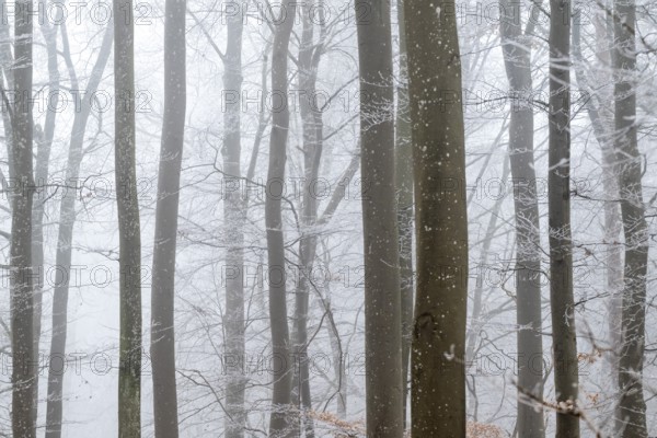 Bare tree trunks stand close together in a foggy winter forest, Blaubeuren, Swabian Jura, Baden-Württemberg, Germany