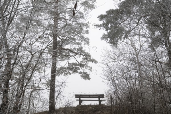 An empty bench between bare trees covered with brawl in a quiet, foggy winter forest, Blaubeuren, Swabian Jura, Baden-Württemberg, Germany