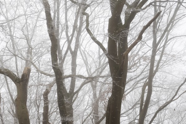 Winter landscape with foggy forest of bare trees, Blaubeuren, Swabian Jura, Baden-Württemberg, Germany
