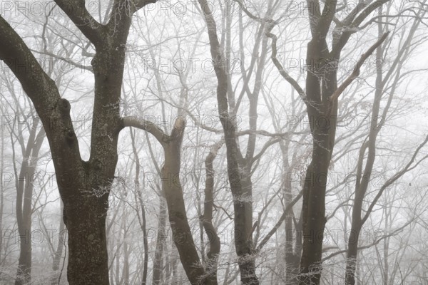 Dense foggy forest with bare wide tree trunks in winter, Blaubeuren, Swabian Jura, Baden-Württemberg, Germany