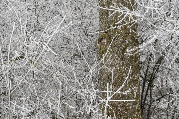 Close view of branches and tree trunk covered with hoarfrost, Blaubeuren, Swabian Jura, Baden-Württemberg, Germany