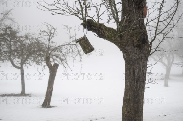 Snowy fruit tree meadow in thick fog in winter, Blaubeuren, Swabian Jura, Baden-Württemberg, Germany