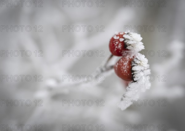 Rose hips coated with frost crystals, Blaubeuren, Swabian Jura, Baden-Württemberg, Germany