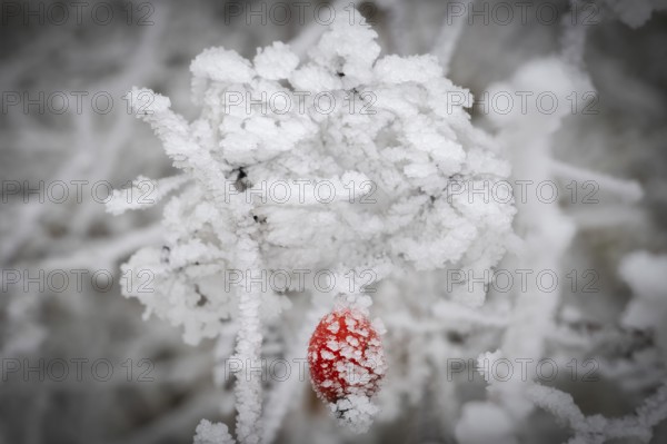A single rose hip coated with frost crystals, Blaubeuren, Swabian Jura, Baden-Württemberg, Germany