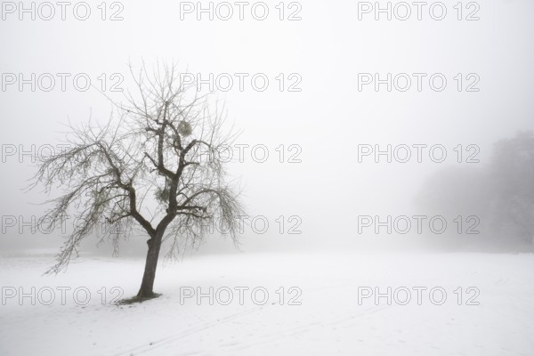 A single fruit tree stands alone in a foggy, snowy winter landscape, Blaubeuren, Swabian Jura, Baden-Württemberg, Germany