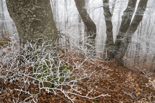 Beech trees in wintery forest, Blaubeuren, Swabian Jura, Baden-Württemberg, Germany