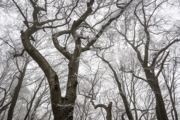Tall, bare trees rise up into a foggy, melancholy winter sky, Blaubeuren, Swabian Jura, Baden-Württemberg, Germany