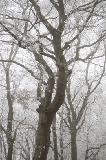 Trees with hoarfrost in a foggy forest create a calm and mysterious atmosphere, Blaubeuren, Swabian Jura, Baden-Württemberg, Germany