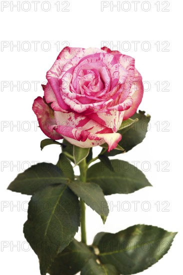 Single Pink Splash rose with white petals and pink spots on white background