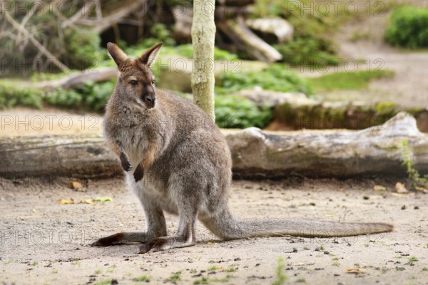 Red necked wallaby, Australian macropod marsupial species
