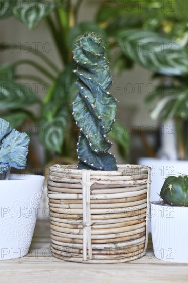 'Cereus Jamacaru Spiralis' cactus houseplant in basket flower pot in room