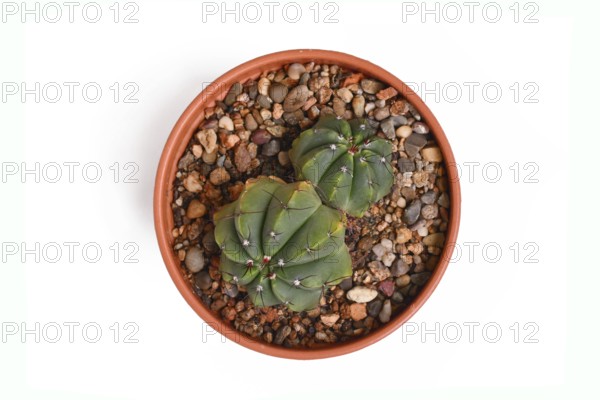 Top view of 'Parodia Ottonis syn. Notocactus Acutus' cactus plant in flower pot on white background