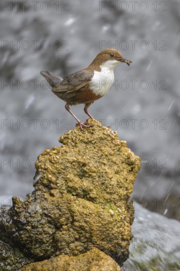 White-throated White-throated Dipper (Cinclus cinclus), standing on a tufa in front of a waterfall with insects in its beak, biosphere reserve, Swabian Alb, Baden-Württemberg, Germany